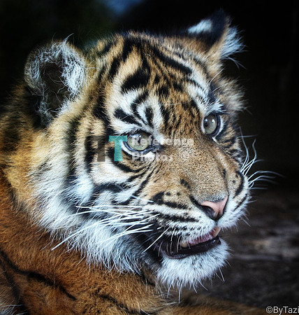 Sumatran tiger cub
