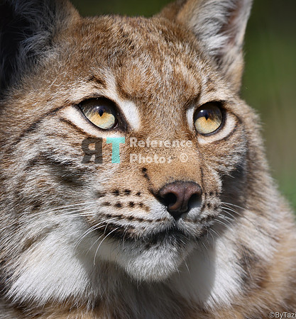 Juvenile lynx