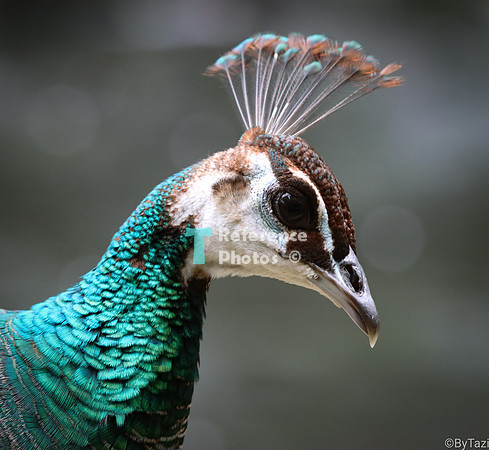Peacock hen
