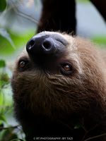 Linnaeus's two-toed sloth