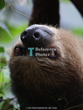 Linnaeus's two-toed sloth