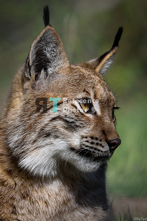 Juvenile lynx profile