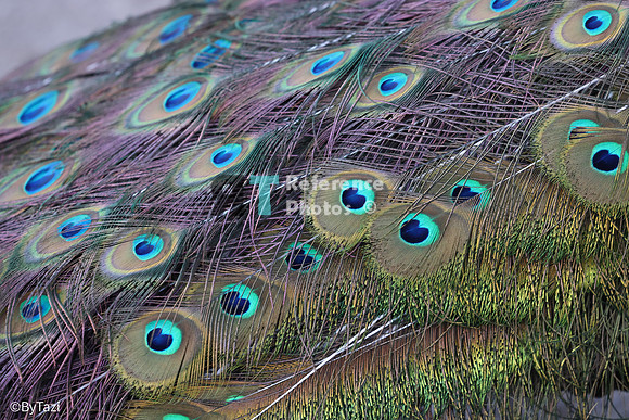 Peacock feathers