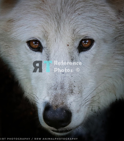 Hudsonbay wolf