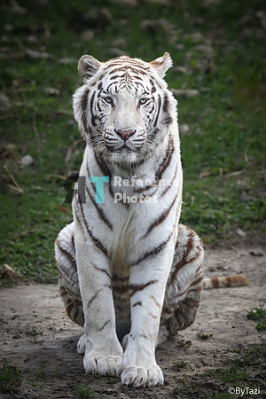 White tiger