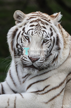 White tiger