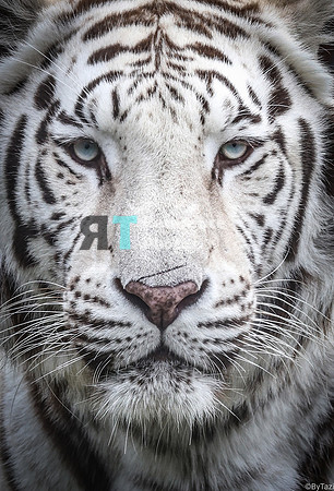 White tiger cropped (small file)