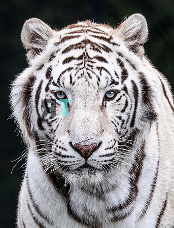 White tiger portrait
