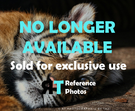 SORRY, NO LONGER AVAILABLE. SOLD FOR EXCLUSIVE USE.