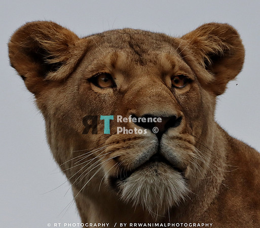 Lioness close up