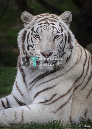 White tiger