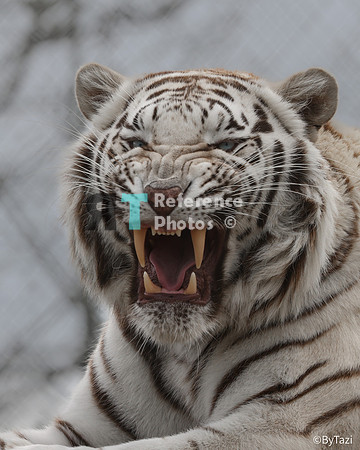 White tiger