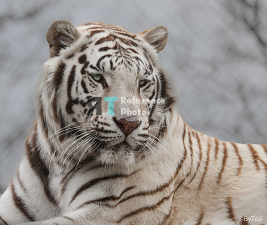 White tiger