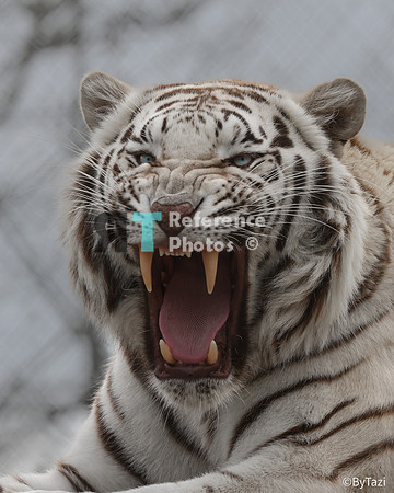 White tiger