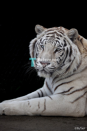 White tiger