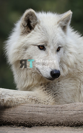 Hudson Bay wolf