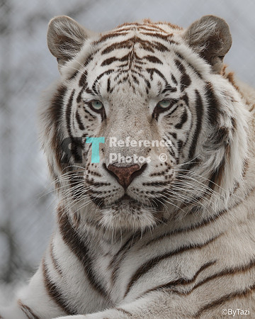 White tiger