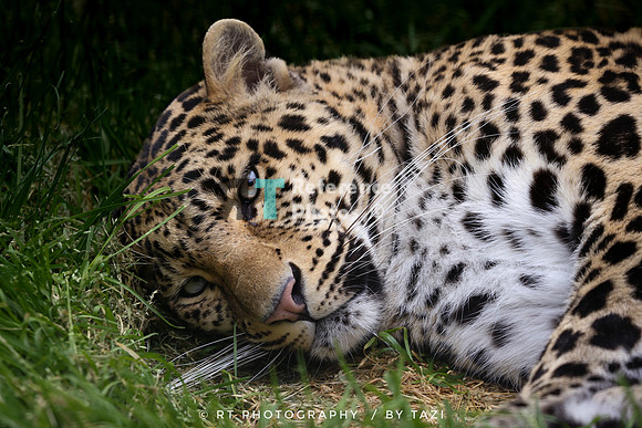 (PP) Leopard laying down
