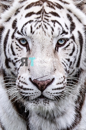 White tiger portrait cropped (small file)