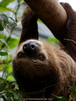Linnaeus's two-toed sloth