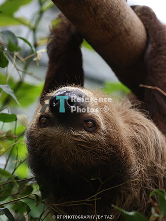Linnaeus's two-toed sloth