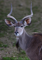 Kudu