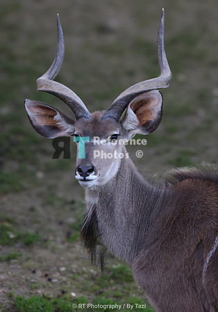 Kudu