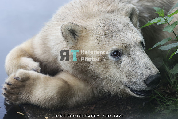 Polar bear cub