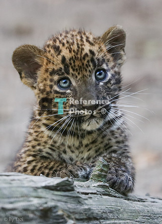 Srilankan Leopard cub (Note: Slightly grainy)
