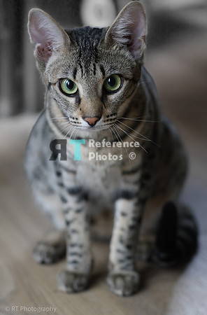 Savannah Cat 'Gaia' of Cattey Savval