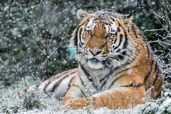 Amur Tiger in the snow (Slightly grainy)