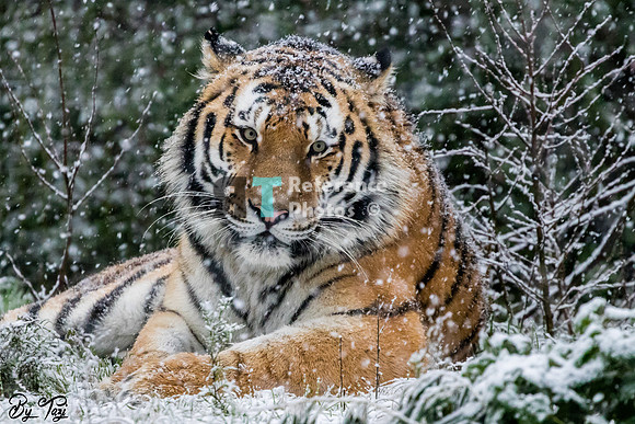 Amur Tiger in the snow (Slightly grainy)