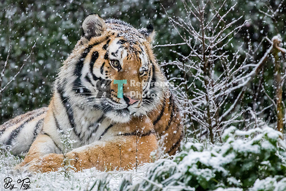 Amur Tiger in the snow (Slightly grainy)