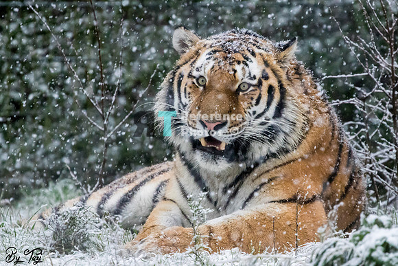 Amur Tiger in the snow (Slightly grainy)