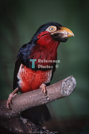 Bearded barbet