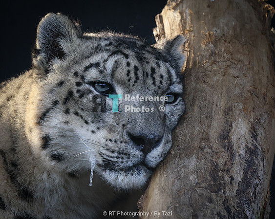 Snow leopard