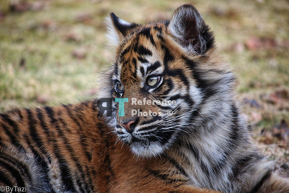 Sumatran tiger cub