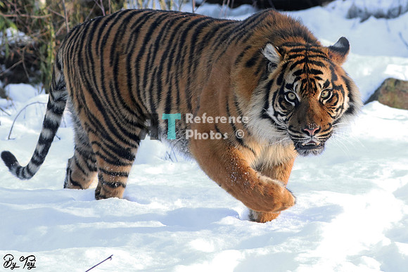 Sumatran tiger in the snow