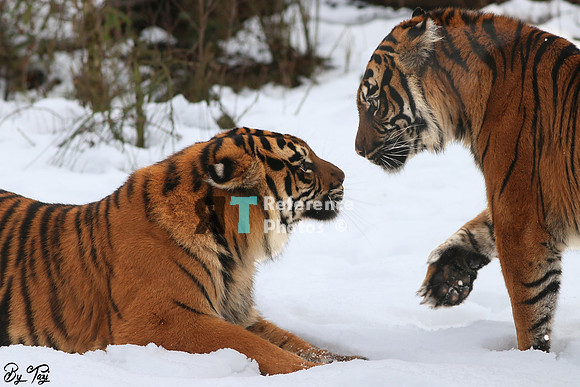 Sumatran tigers in the snow