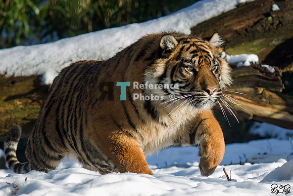 Sumatran tiger in the snow