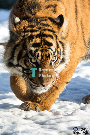 Sumatran tiger in the snow