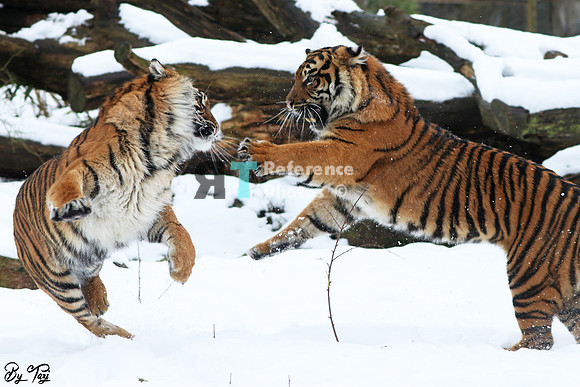 Sumatran tigers in the snow