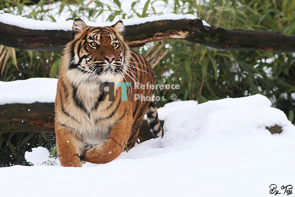 Sumatran tiger in the snow