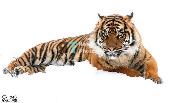 Sumatran tiger in the snow