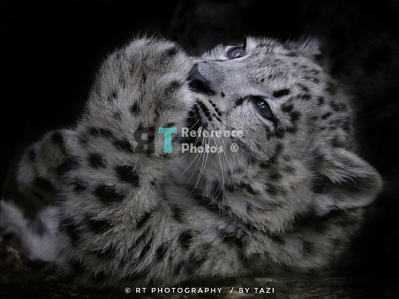 Snow Leopard cub