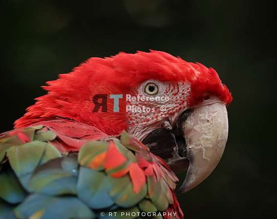 Red-and-green macaw