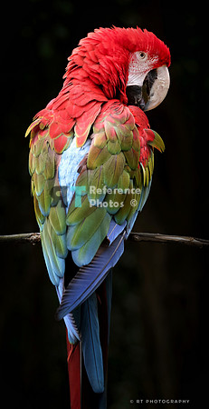 Red-and-green macaw