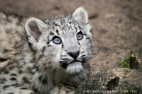 Snow Leopard cub