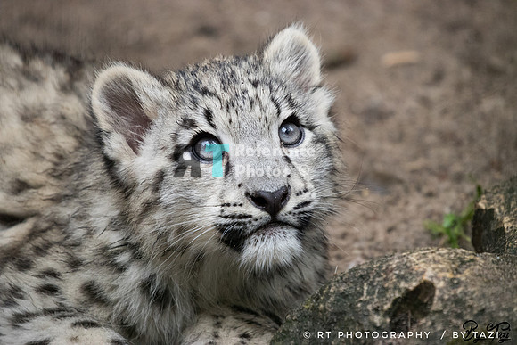 Snow Leopard cub
