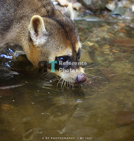 Crab eating raccoon